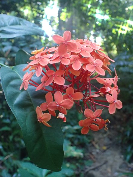 Flower in Khaolak-Lumru National Park