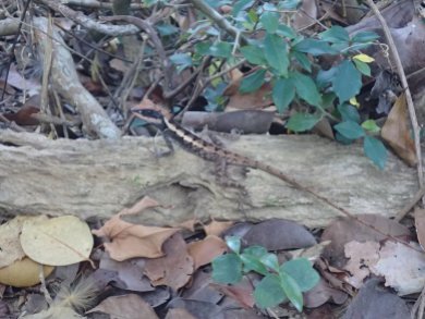 Lizard in Khaolak-Lumru National Park